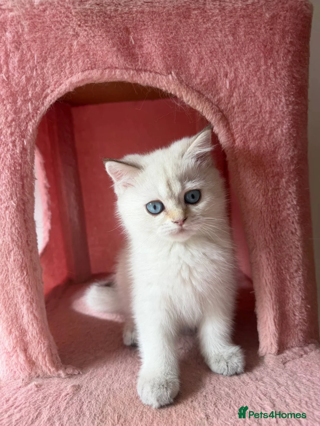 British Longhair cats for sale: WHITE KITTEN COLORPOINT VACCINATED READY FOR HOME - Advert 31