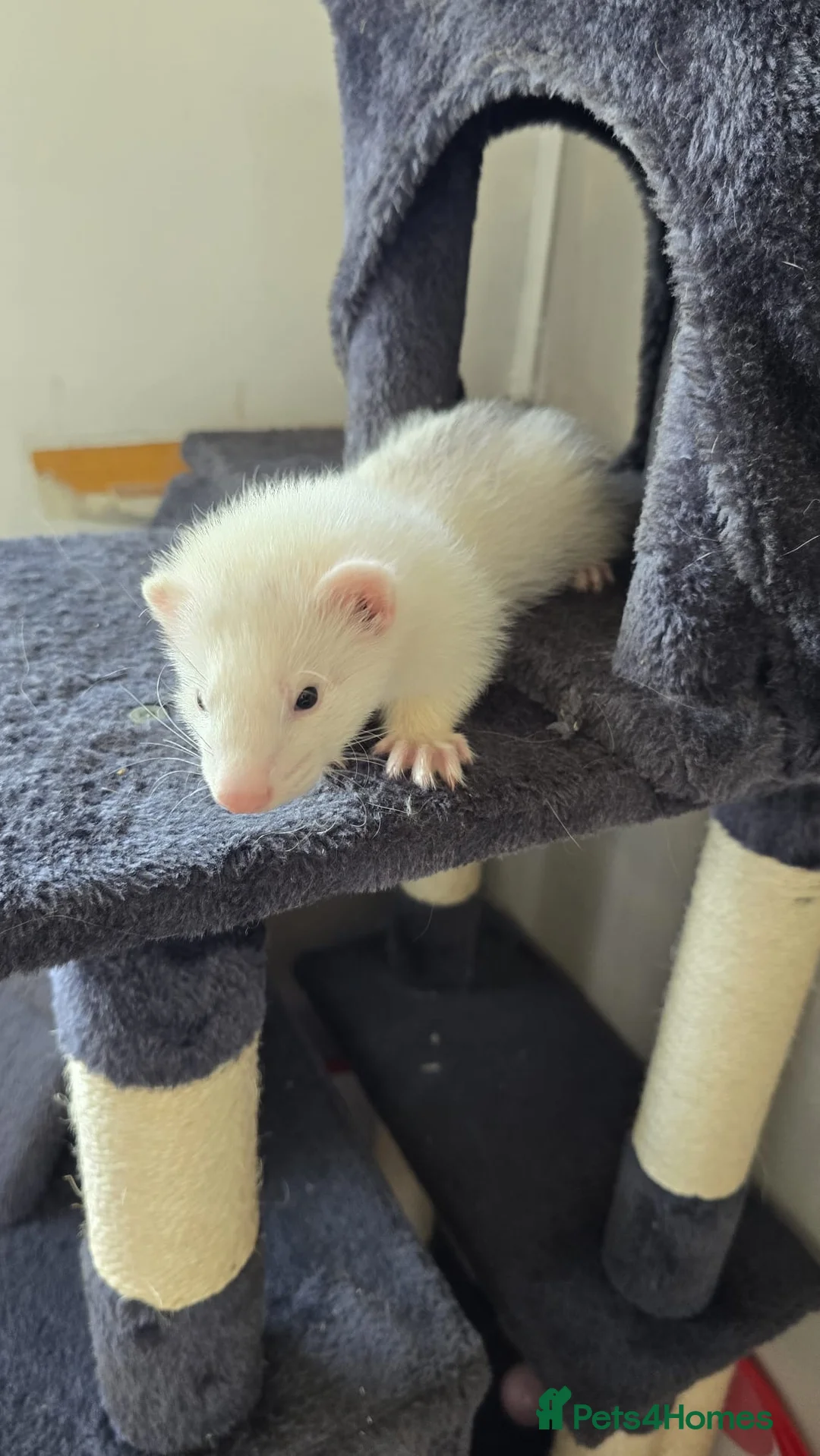 Ferret rodents for sale: Semi angora ferrets - Advert 4