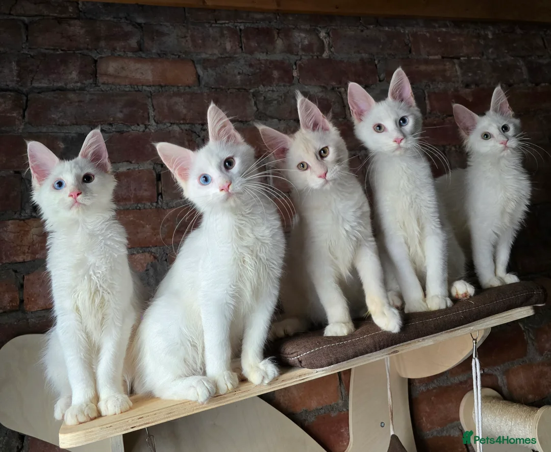 Maine Coon cats for sale: TICA MaineCoon Boy - Neutered  - Advert 5