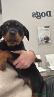 Rottweiler dogs - Advert 15