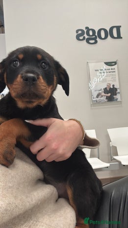 Rottweiler dogs - Advert 1