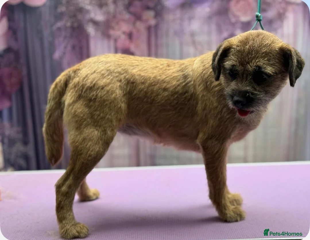 Border Terrier dogs for sale: Border terrier puppies  - Advert 1