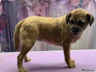 Border Terrier dogs Border terrier puppies - Advert 5