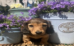 Miniature Dachshund dogs for sale: Long Haired Miniature Dachshund  - Image 3