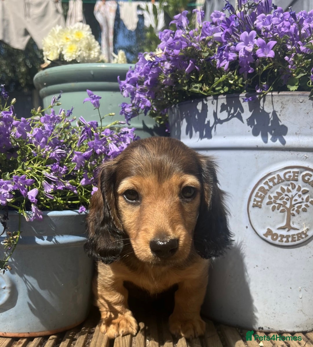 Miniature Dachshund dogs for sale: Long Haired Miniature Dachshund  - Image 3