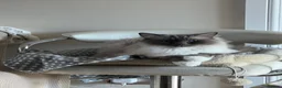 Ragdoll cats for sale: Handsome male Ragdoll for sale  - Advert 23