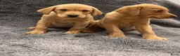 Labrador Retriever dogs for sale: FOX RED PUPPIES - Advert 8