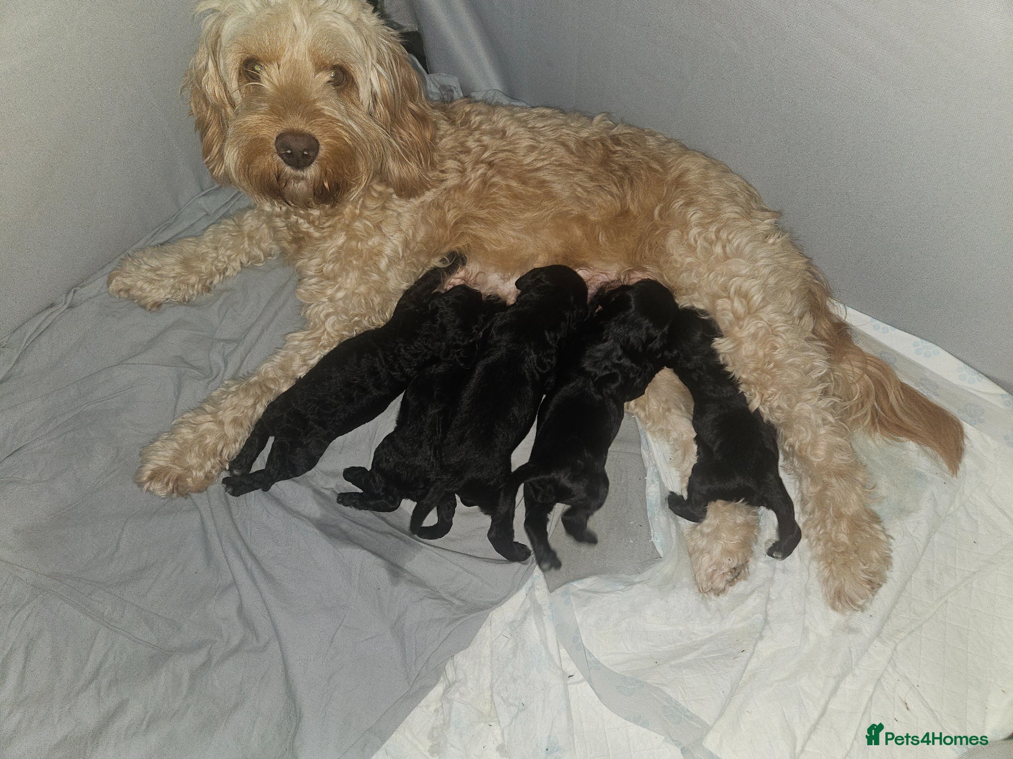 Cockapoo dogs Cockerpoo puppies  - Advert 2