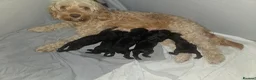 Cockapoo dogs for sale: Cockerpoo puppies  in Livingston - Advert 1