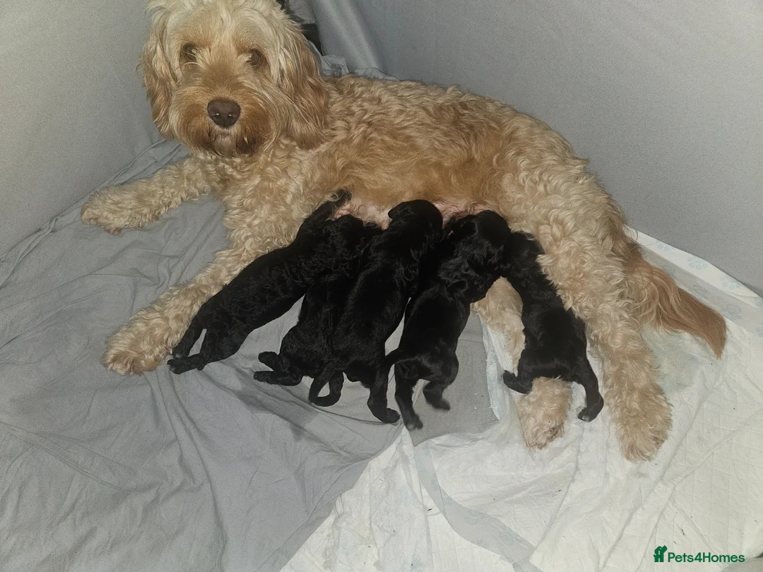 Cockapoo dogs for sale: Cockerpoo puppies  in Livingston - Advert 1