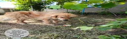 Mixed Breed dogs for adoption: Gobi-2 1/2 yr little fella-Available for adoption  in Brixham - Advert 3