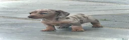 Miniature Dachshund dogs for sale: Outstanding Litter of Miniature dachshund puppies  - Advert 29