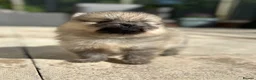 Pomeranian dogs for sale: Tiny Pom Puppies - Advert 30