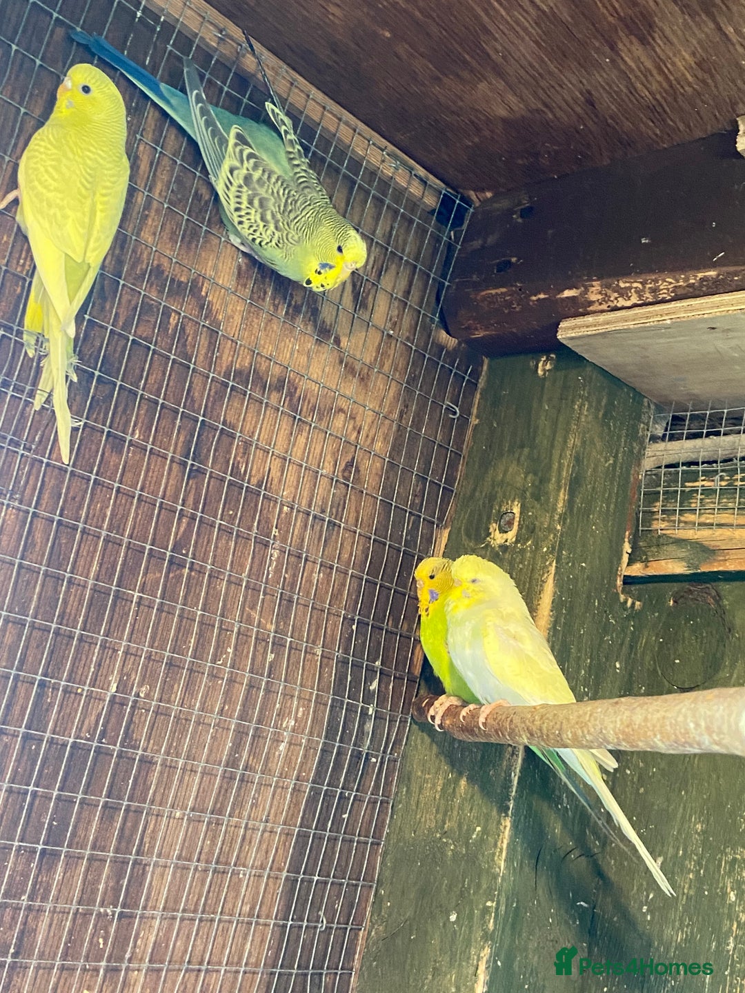 Budgerigars birds for sale: Baby budgies - Image 3