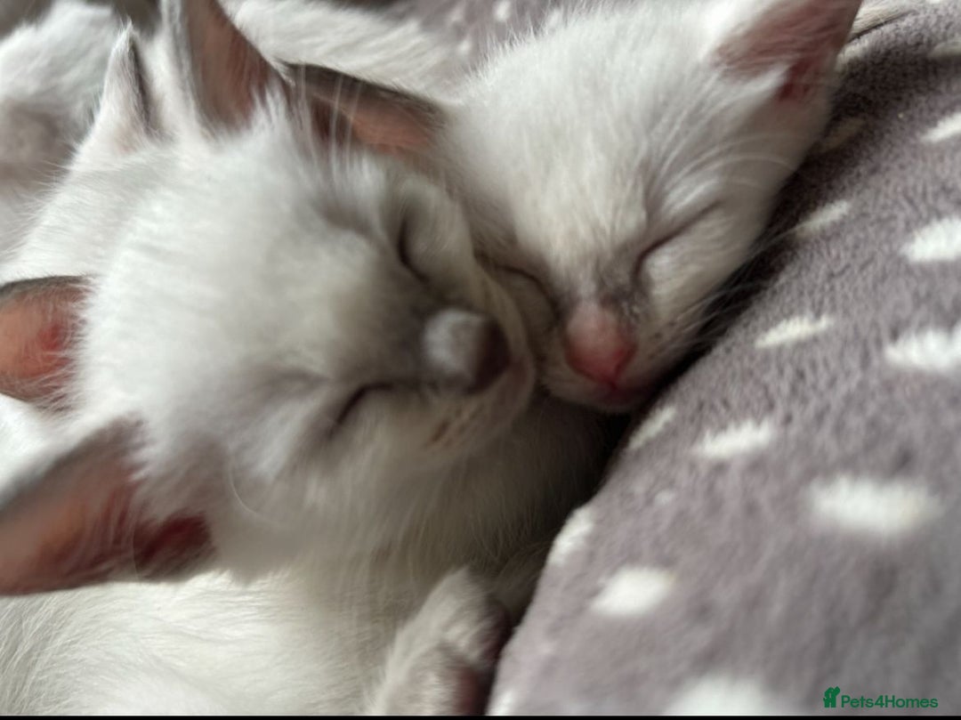 Ragamese cats for sale: Ragamese lilac kittens - Image 14