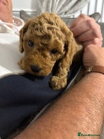 Cockapoo dogs - Advert 12