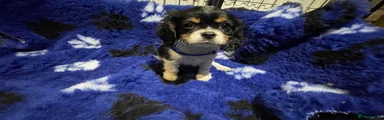 Cavalier King Charles Spaniel 1