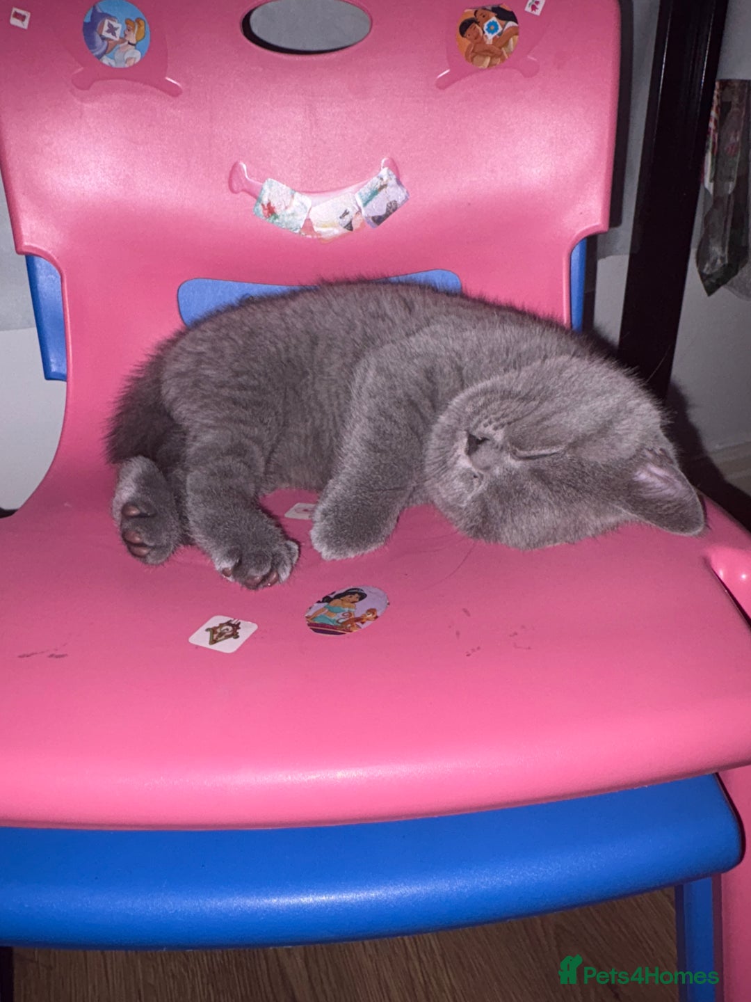 British Shorthair cats for sale: British Shorthair Blue-Grey Girl Kitten - Advert 12