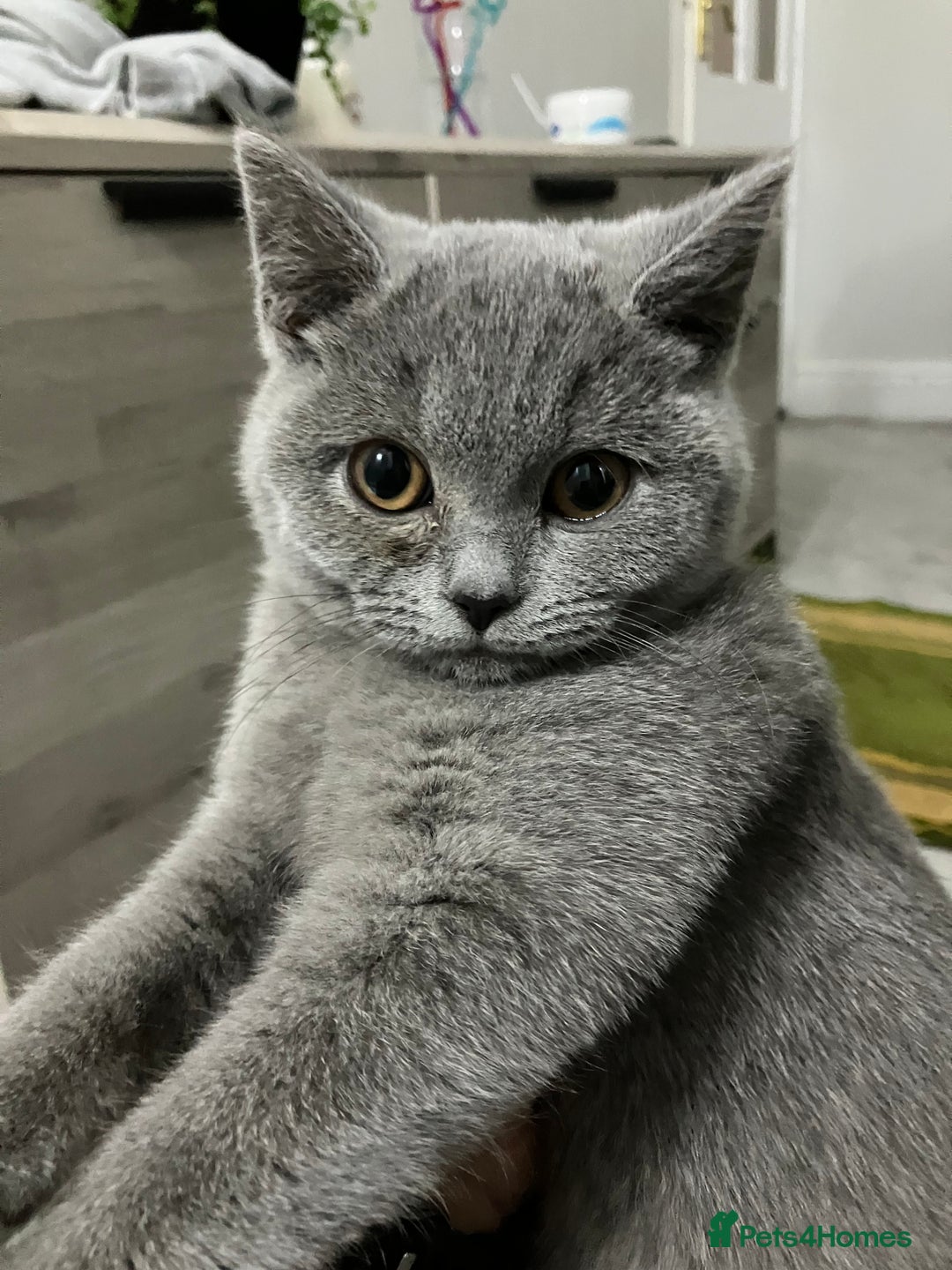 British Shorthair cats for sale: Male British Shorthair kitten 6 month old  - Image 1