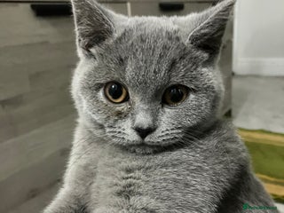 British Shorthair cats for sale - Advert 1