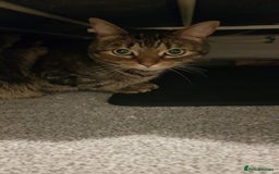 Domestic Shorthair cats for sale: 5 year old Tabby Cat  - Advert 4