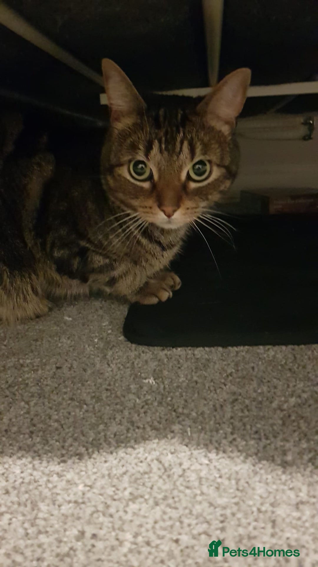 Domestic Shorthair cats for sale: 5 year old Tabby Cat  - Advert 4