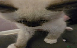 Ragdoll cats for sale: Purebred Ragdoll kittens, blue, seal, Lynx mitted - Image 10