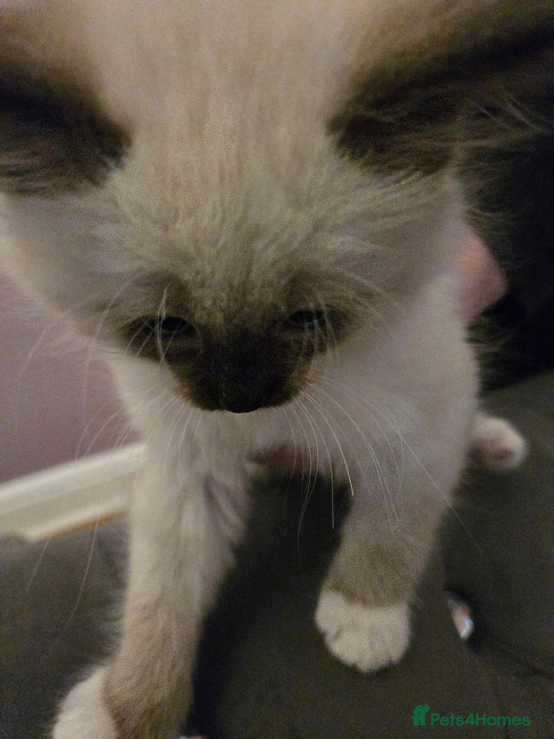 Ragdoll cats for sale: Purebred Ragdoll kittens, blue, seal, Lynx mitted - Image 10