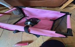 Boston Terrier dogs for sale: 🩷BOSTON TERRIER PUPPIES🩷 - Image 11