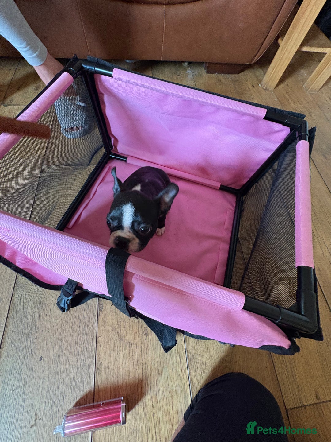Boston Terrier dogs for sale: 🩷BOSTON TERRIER PUPPIES🩷 - Image 11