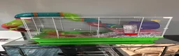 Hamster rodents for sale: Hamsters with cage 4 hamsters with 4 cages  - Advert 5