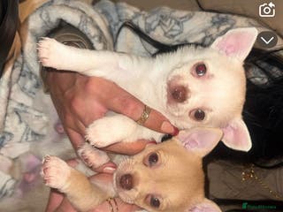 Chihuahua dogs Beautiful chihuahuas puppies for sale - Advert 6