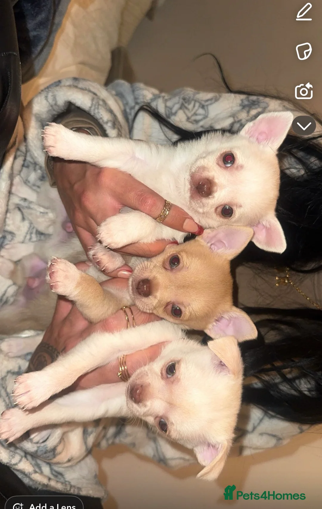 Chihuahua dogs for sale: Beautiful chihuahuas puppies for sale  - Advert 1