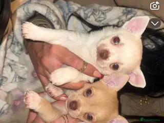Chihuahua dogs Beautiful chihuahuas puppies for sale - Advert 6