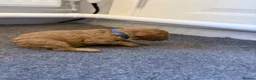 Mini Goldendoodle dogs for sale: Mini Goldendoodle pups in Normanton - Advert 10