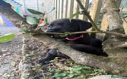 Labrador Retriever dogs for sale: ⭐️READY TO GO NEXT WEEK⭐️KC Reg Labrador Puppies  - Image 18