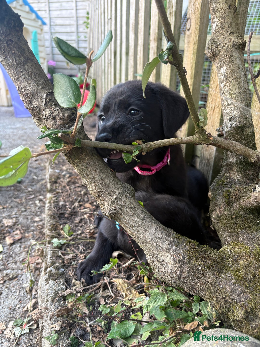 Labrador Retriever dogs for sale: ⭐️READY TO GO NEXT WEEK⭐️KC Reg Labrador Puppies  - Image 18