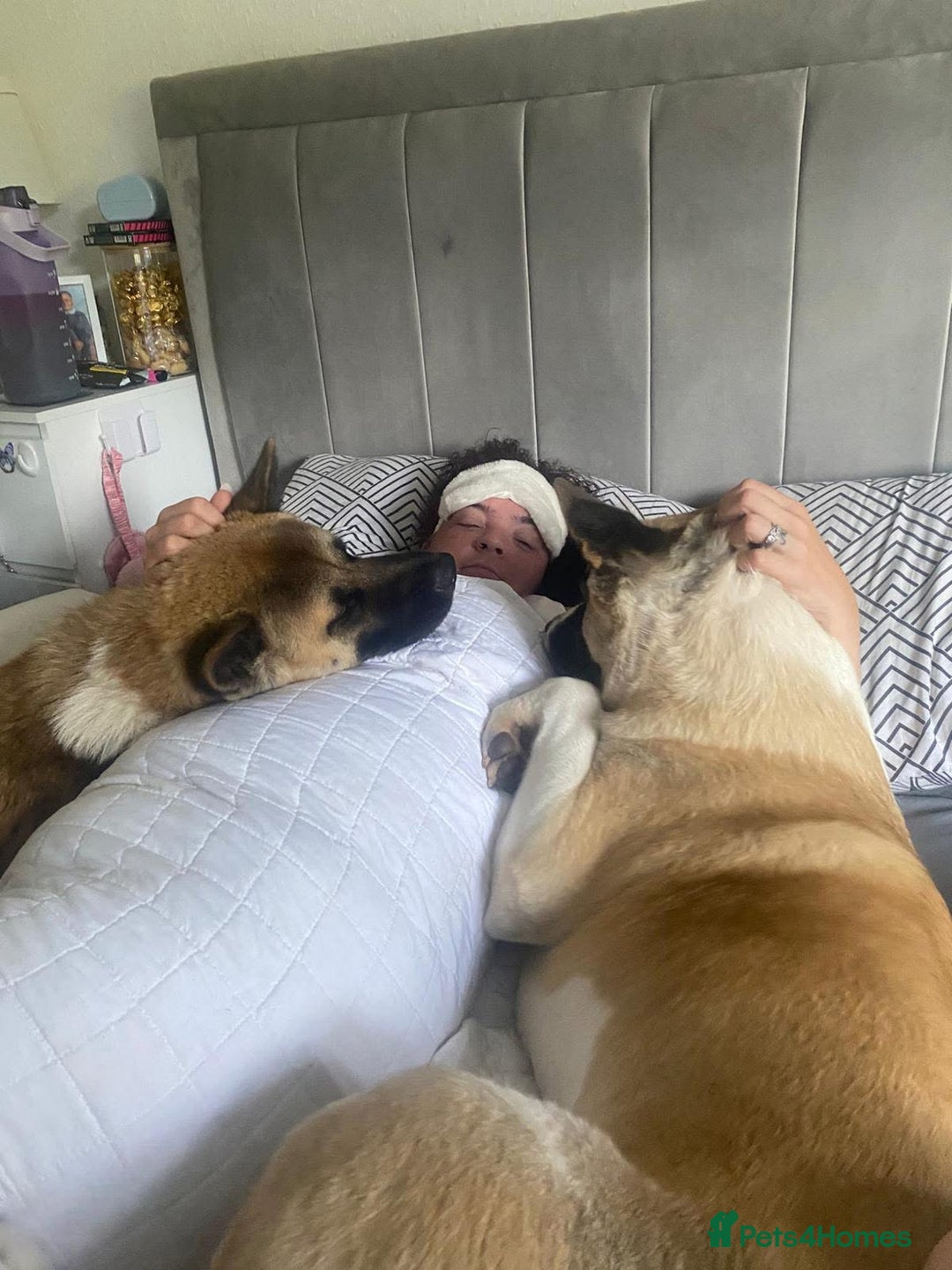 Akita dogs for sale: 2 American Akitas  - Image 4