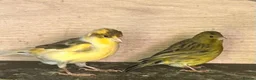 Canaries birds for sale: Canary - Advert 7