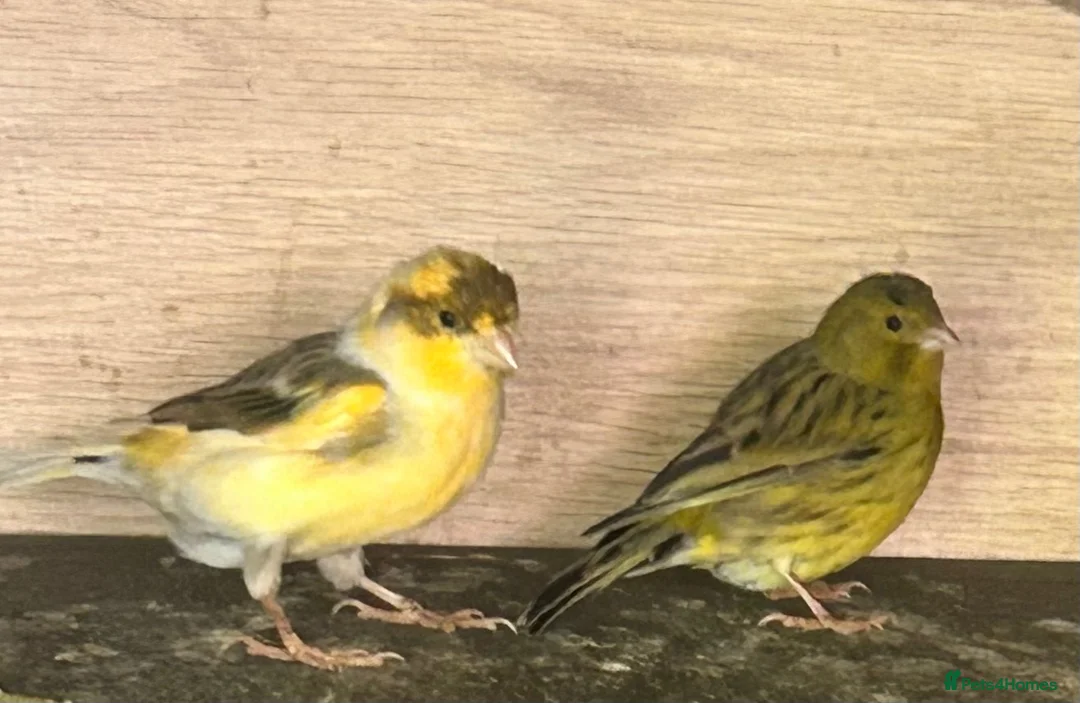 Canaries birds for sale: Canary - Advert 7