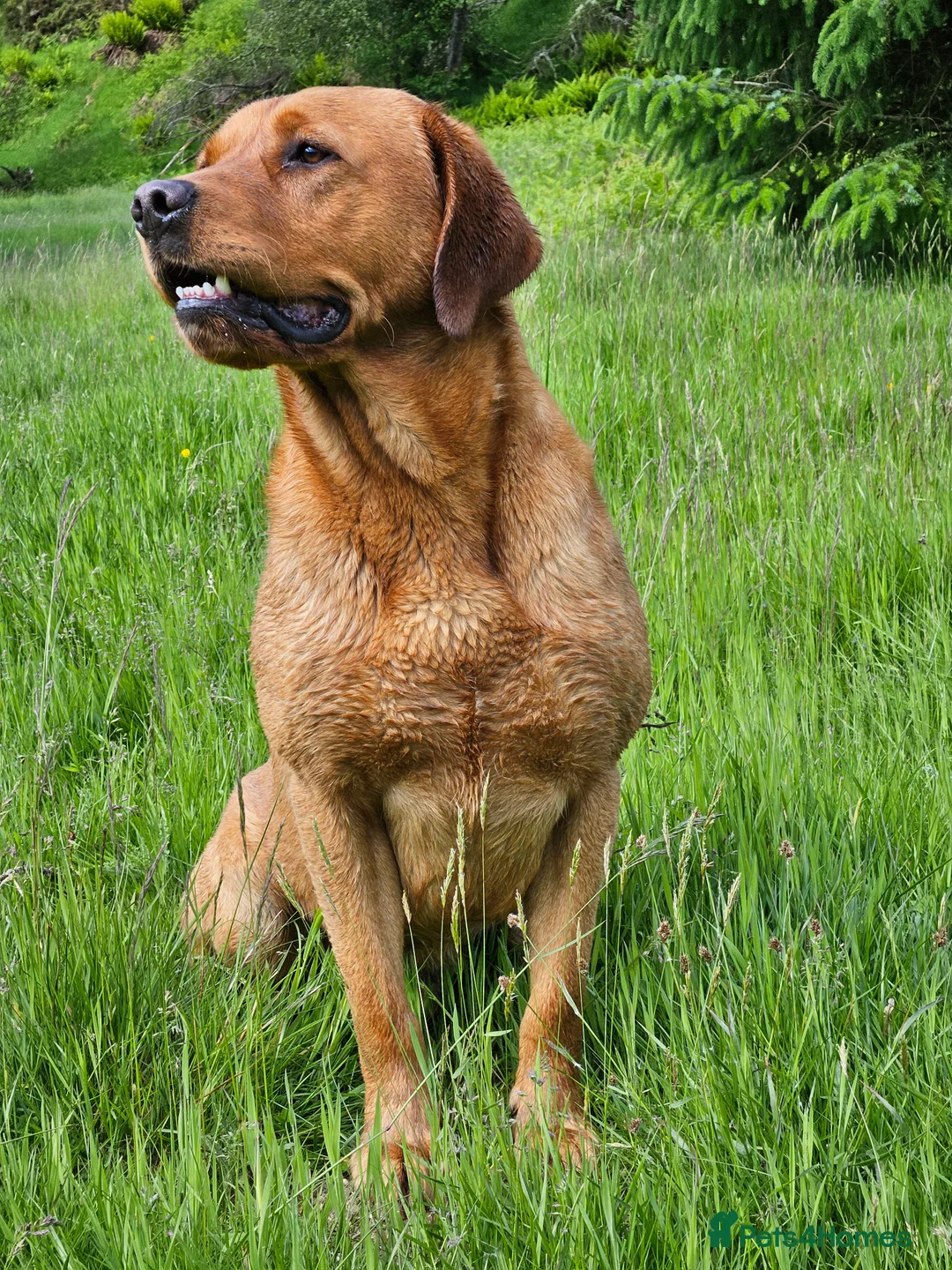 Labrador Retriever dogs for stud: AT STUD Fox Red Labrador | 0/0 Hips in Kirriemuir - Advert 10