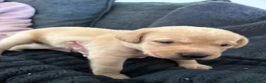 Labrador Retriever Puppy 3 (orange)