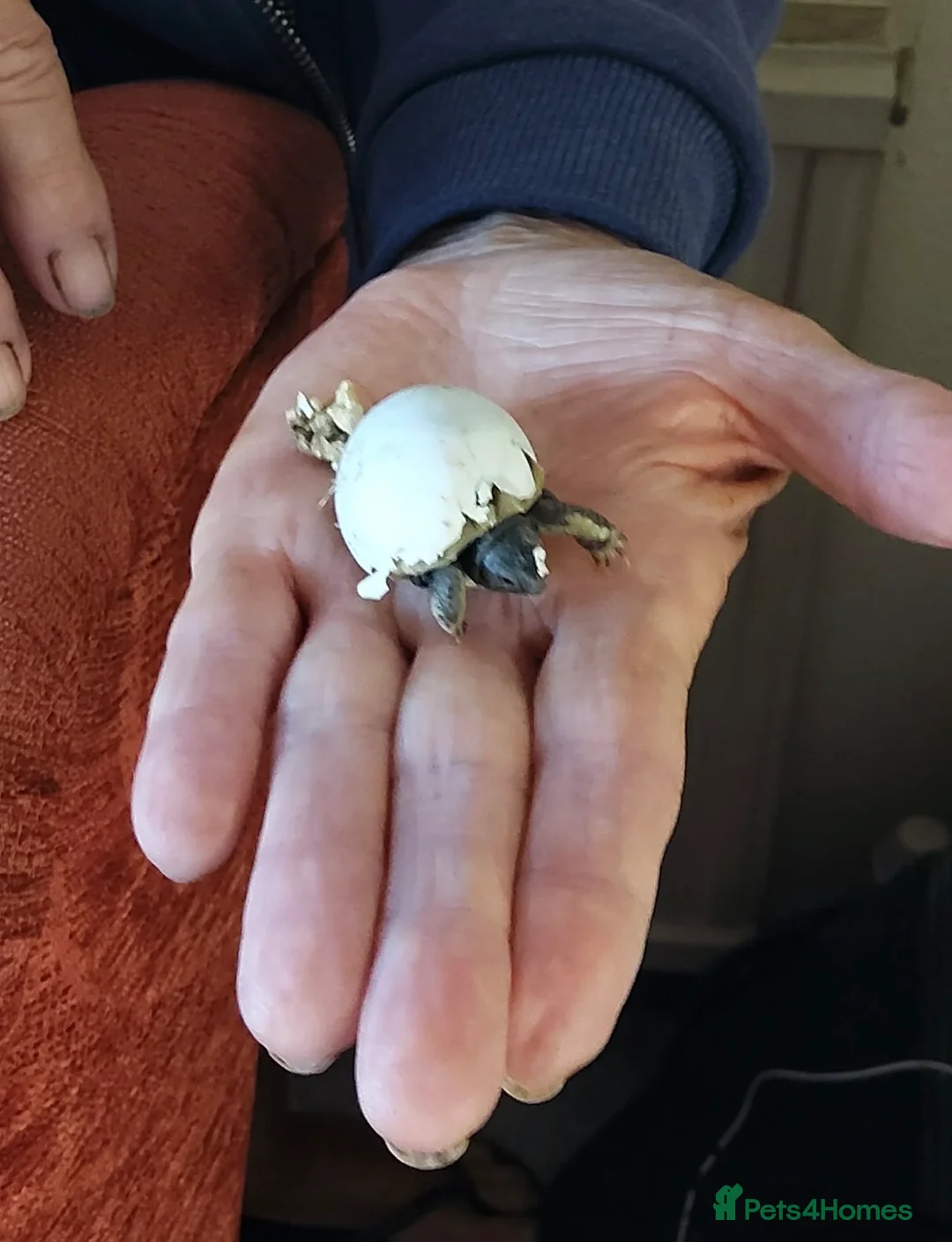 Hermann Tortoise reptiles for sale: Hermann hatchlings - from July 2026 - Advert 2