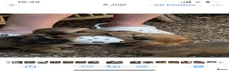 Dachshund dogs for sale: Ready now top quality KC Reg - Advert 7