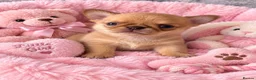 Chihuahua dogs for sale: Stunning Thai chihuahua puppies  - Advert 1