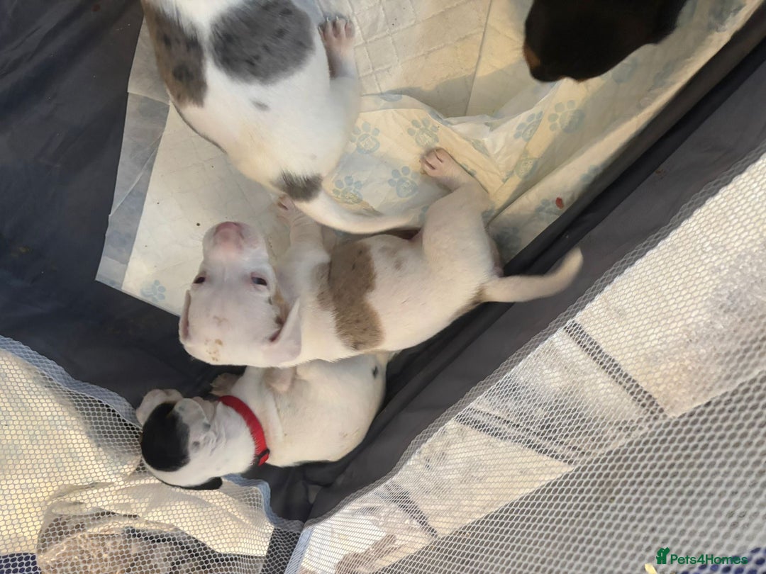 Dachshund dogs for sale: Dachshund puppies  - Advert 4