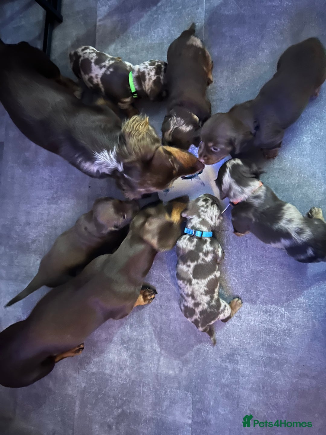 Miniature Dachshund dogs for sale: Chocolate Tan/dapple Miniature Dachsund - Image 32