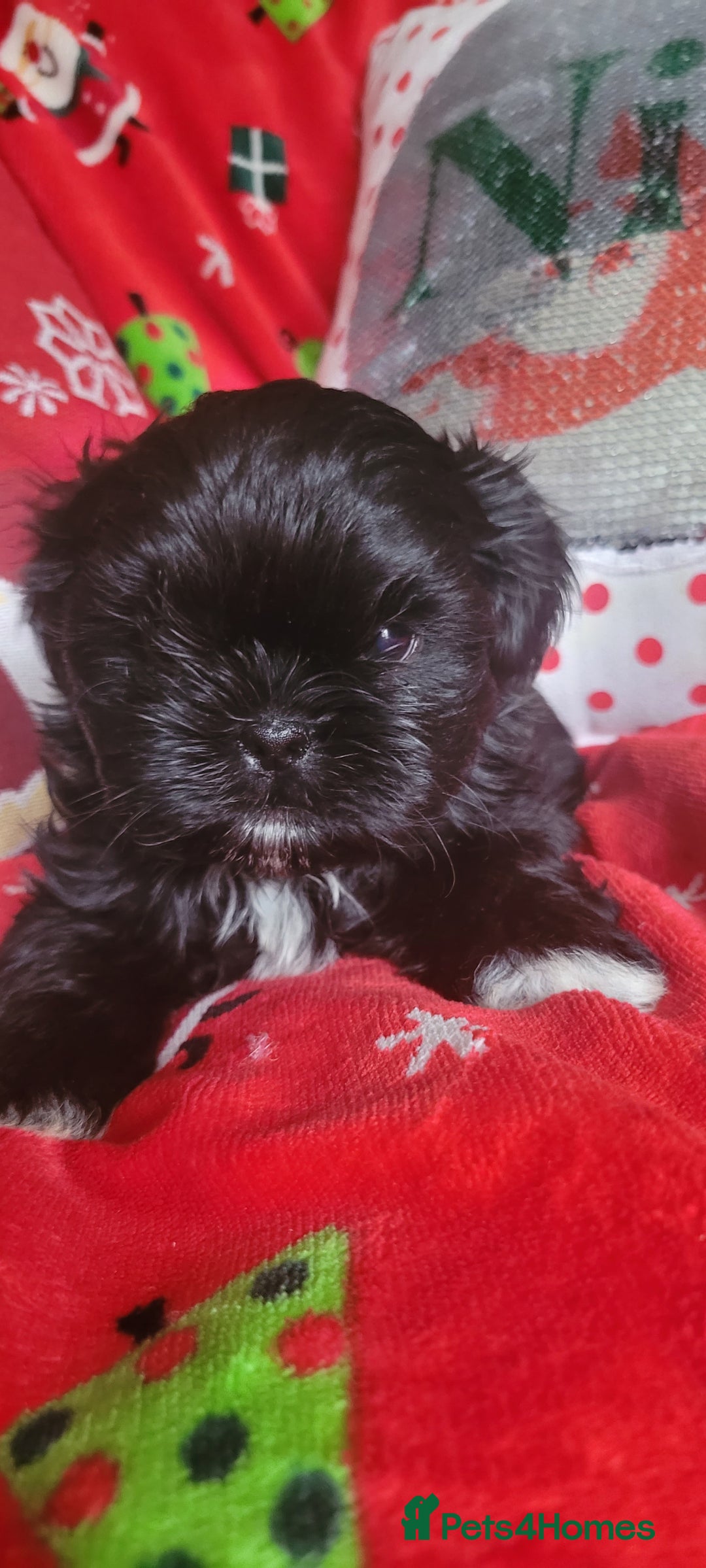 Shih Tzu dogs for sale: shih tzu puppies  - Advert 6