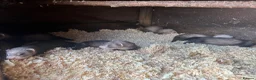 Ferret rodents for sale: 6 hob ferret kits for sale in Atherstone - Advert 1