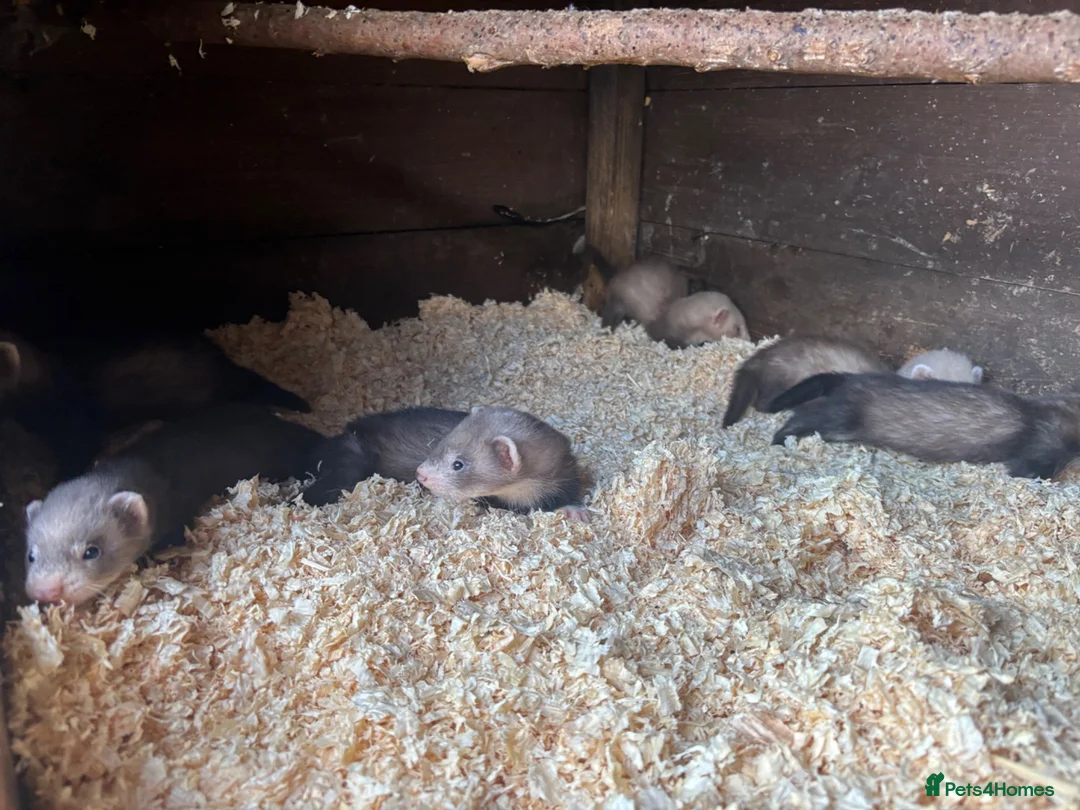 Ferret rodents for sale: 6 hob ferret kits for sale in Atherstone - Advert 1